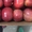 Продам яблоки сорт Гала, Фуджи, Голден Делишес, Ред Делишес, Скарлетт - Изображение #1, Объявление #1688487