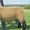 Осеменение. Овцы породы Суффолк. - Изображение #2, Объявление #1688287