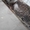 Химчистка ковров Алматы по выгодной цене - Изображение #5, Объявление #1718817