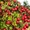 Семена Рябины Красной обыкновенной (Sórbus aucupária) РСТ ,  Россия