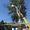 Спил деревьев в Алматы и Алматинской области!!! (НЕ ДОРОГО!!!) - Изображение #5, Объявление #1360479