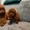 Toy Poodle puppies in red with pedigree - Изображение #2, Объявление #1741514