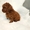 Toy Poodle puppies in red with pedigree - Изображение #1, Объявление #1741514