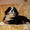 красивые щенки бернского зенненхунда - Изображение #4, Объявление #1214402