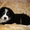 красивые щенки бернского зенненхунда - Изображение #1, Объявление #1214402