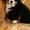 красивые щенки бернского зенненхунда - Изображение #2, Объявление #1214402