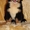 красивые щенки бернского зенненхунда - Изображение #3, Объявление #1214402