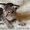 Ориентальные и сиамские котята - Изображение #4, Объявление #285681