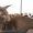 Ориентальные и сиамские котята - Изображение #2, Объявление #285681
