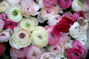 Голландские розы с доставкой всего за 1000 тг! - Изображение #1, Объявление #12567