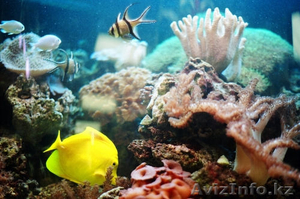 Обслуживание аквариумов - Изображение #1, Объявление #37649