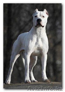 Профессиональная дрессировка собак всех пород и возрастов - Изображение #1, Объявление #64372