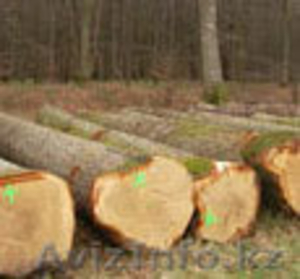 Продам лес  в любом количестве !!! - Изображение #2, Объявление #88201