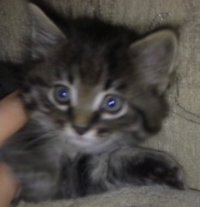 Отдам котенка в добрые руки #93889