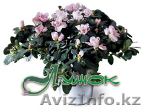 Лужок, магазин цветов в Алматы - Изображение #4, Объявление #128347