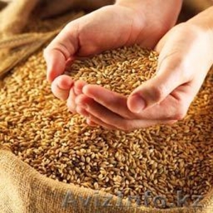 Продам пшеницу от 29%клейков. - Изображение #1, Объявление #139291