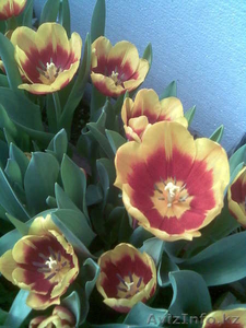 Голладские тюльпаны оптом и в розницу - Изображение #2, Объявление #175360