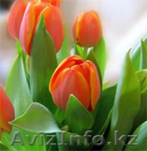 Тюльпаны голландские к 8 марта - Изображение #1, Объявление #173505
