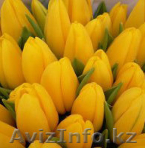 Тюльпаны голландские к 8 марта - Изображение #2, Объявление #173505