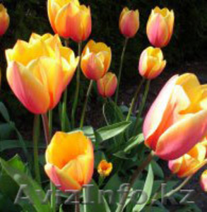 Тюльпаны голландские к 8 марта - Изображение #3, Объявление #173505