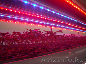 освещение для вегетация растений - Изображение #5, Объявление #203458