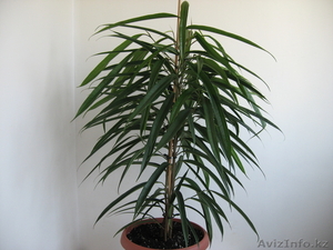 Продам комнатное растение - фикус Биннедийка Али. - Изображение #1, Объявление #230136