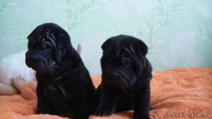 3 черных щенка шарпея - Изображение #1, Объявление #242683