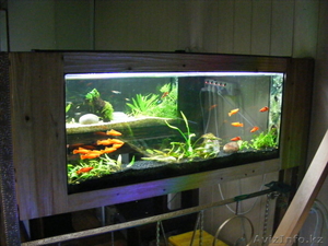 аквариумы без подмены воды - Изображение #4, Объявление #261454