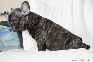 Продаются щенки Французского бульдога