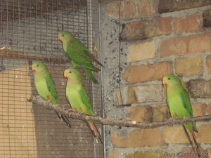 Роскошный барабандов попугай  - Изображение #2, Объявление #291388