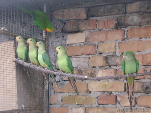 Роскошный барабандов попугай  - Изображение #1, Объявление #291388