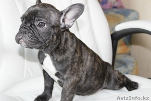 Французские бульдоги Щенки
