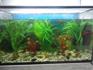 Продам аквариум 70 литров - Изображение #1, Объявление #314076