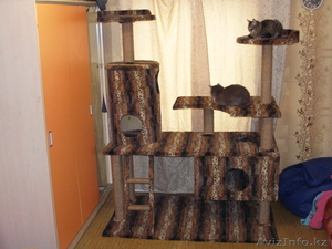 домики для кошек - Изображение #5, Объявление #279298