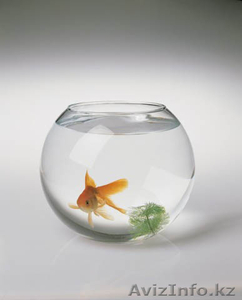  Обслуживание аквариумов - Изображение #1, Объявление #355764