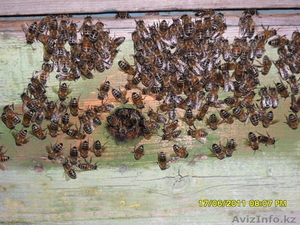 продам мёд  пчелиный МЁД - Изображение #1, Объявление #69123