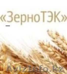  Продаем зерновые и  масленичные  культуры с Алтайского края. - Изображение #1, Объявление #371423