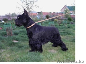 Щенки ризеншнауцера,  кобель и сука, 