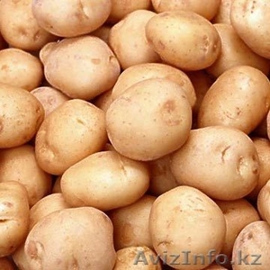 Голландский картофель - Изображение #1, Объявление #432931