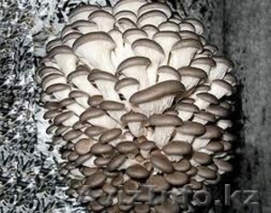 продам грибы свежие вешенки в алматы - Изображение #1, Объявление #444837