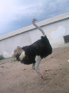 Африканские Черные страусы  - Изображение #1, Объявление #426101