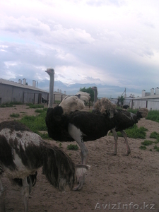 Африканские Черные страусы  - Изображение #2, Объявление #426101