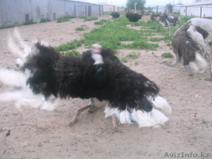Африканские Черные страусы  - Изображение #3, Объявление #426101