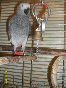Попугай Краснохвостый Жако - Изображение #1, Объявление #453683