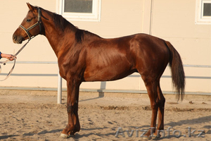 Продажа Племенных лошадей  - Изображение #1, Объявление #471851