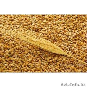 Пшеница экспорт - Изображение #1, Объявление #466373