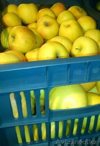Продаются яблоки (предгорье Заилийского Алатау) - Изображение #1, Объявление #492753