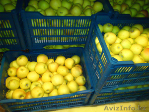 Продаются яблоки (предгорье Заилийского Алатау) - Изображение #2, Объявление #492753