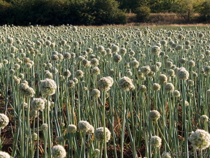Семена лука, Респ.Молдова - Изображение #2, Объявление #485254