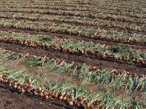 Семена лука, Респ.Молдова - Изображение #1, Объявление #485254
